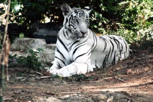 The White Tiger