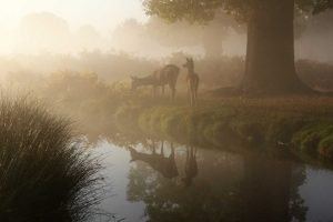 Nature as Nurture: The Role of the Physical in the Journey to Enlightenment