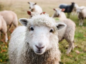 To Love or Not to Love Thy Neighbour: Civilization As a Window to the Good